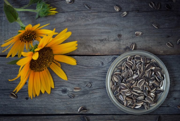 mitos y realidades pipas girasol
